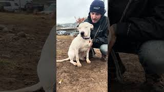 Meet Mercy A Terrier, American Pit Bull Currently Available For Adoption 12152023 102720 Am