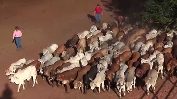 Weaner Education - A Training video for your staff  - Part 2 Stockmanship