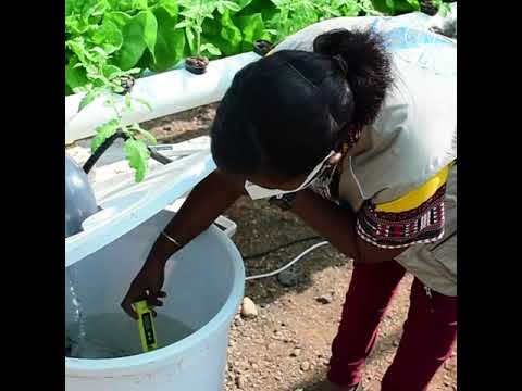 School gardens and hydroponics to support rural schools in Djibouti