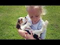 Surprising my Family With a New Puppy - Cute Puppy Surprise の動画、YouTube動画。