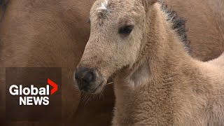 Rare Ojibwe spirit horse birth sparks excitement at Canadian farm by Global News 60,568 views 1 day ago 2 minutes, 13 seconds