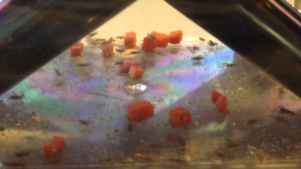 Cricket Keeper YouTube