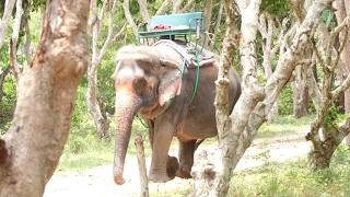 Elephant Rescued Mae Mon and HerJourney to Sanctuary - ElephantNews