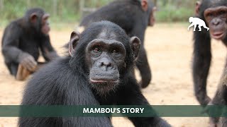 Mambou's Story