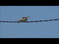 Prigorii - Bee-eaters