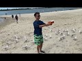 澳洲黃金海岸：海鷗餵食記，與可愛鳥兒近距離接觸！