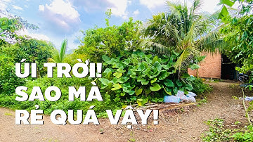 Tuyệt vời! Chỉ 300tr/sào đất vườn ở BR-VT trên đồi cao mát mẻ (ĐÃ BÁN)