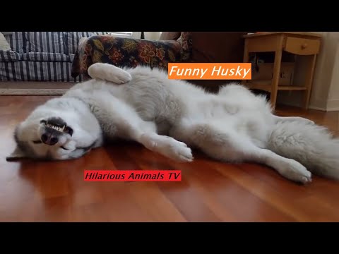 #dog-#dogs-#animals-funny-husky-videos-talking-!-funny-husky