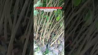 Agarwood plants available  #farming  strong and fresh Quality plants #agarwood #specialplants