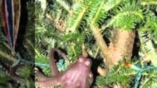 The tree octopus