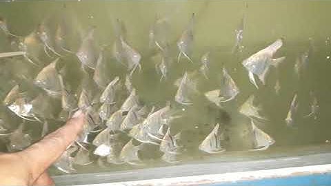 Cá ông tiên đẻ quá trời.