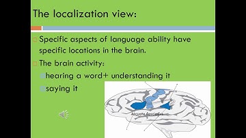 Neurolinguistics  / The language and the brain