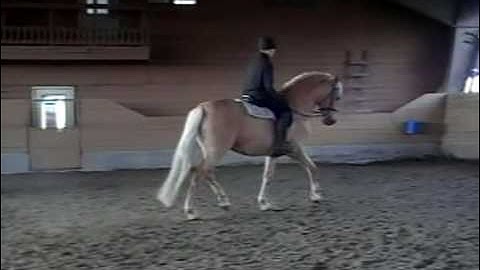 The Riding Lesson w/ JP Giacomini - GETTING THE HORSE ON THE BIT & ROUND!