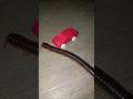 giant millipede walks past toy car #shorts