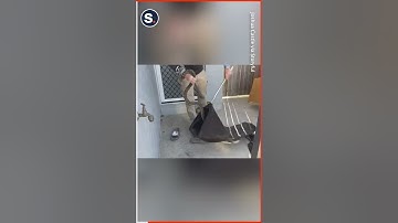 Snake Catcher Bitten Multiple Times by Carpet Python