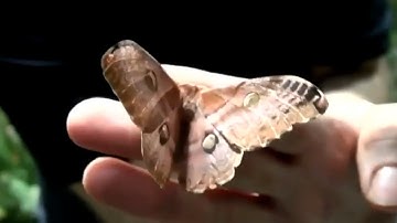 DNA Barcoding in Zoology and Conservation