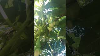 organic ipomoea muricata/നിത്യ വഴുതന/clove beans nature organic ipomoea rareplant shorts