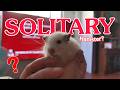 Snowball Is Becoming More Solitary... | She Bit Me 🐹