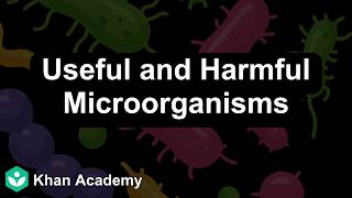 Useful and harmful microorganisms | The World of Microorganisms Part I&II | Class 8