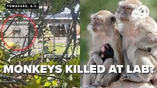 USDA investigates primate deaths at Alpha Genesis facility following earlier monkey escape Alpha Genesis Primate Research