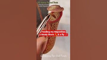 Feeding my Nepenthes a Worm &a dead Fly🐛🦟 #shorts #nepenthes  #carnivorousplant #pitcherplant #short