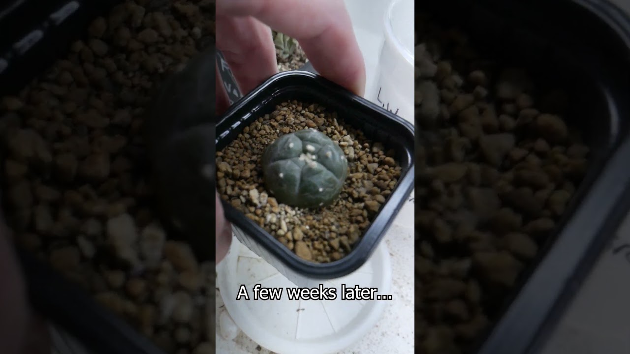 Rooting of a degrafted Lopho