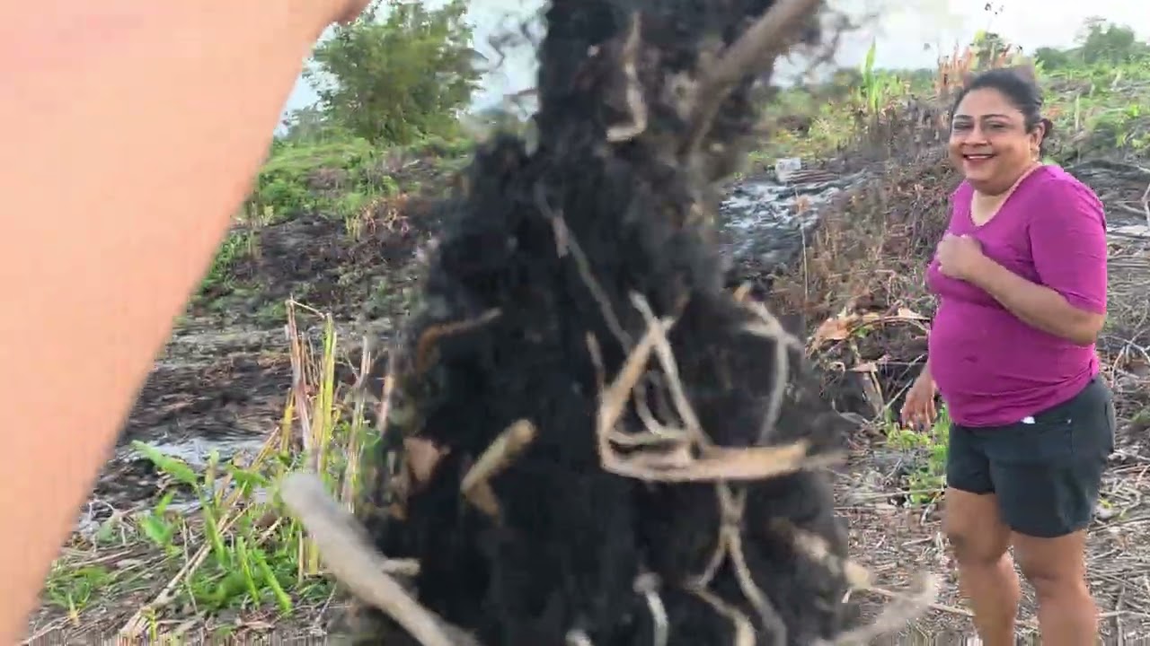 VIS VANGEN OP SOUTHDRAIN NICKERIE #fy #sonyavlogs2026 #suriname2026  #nickerie2025