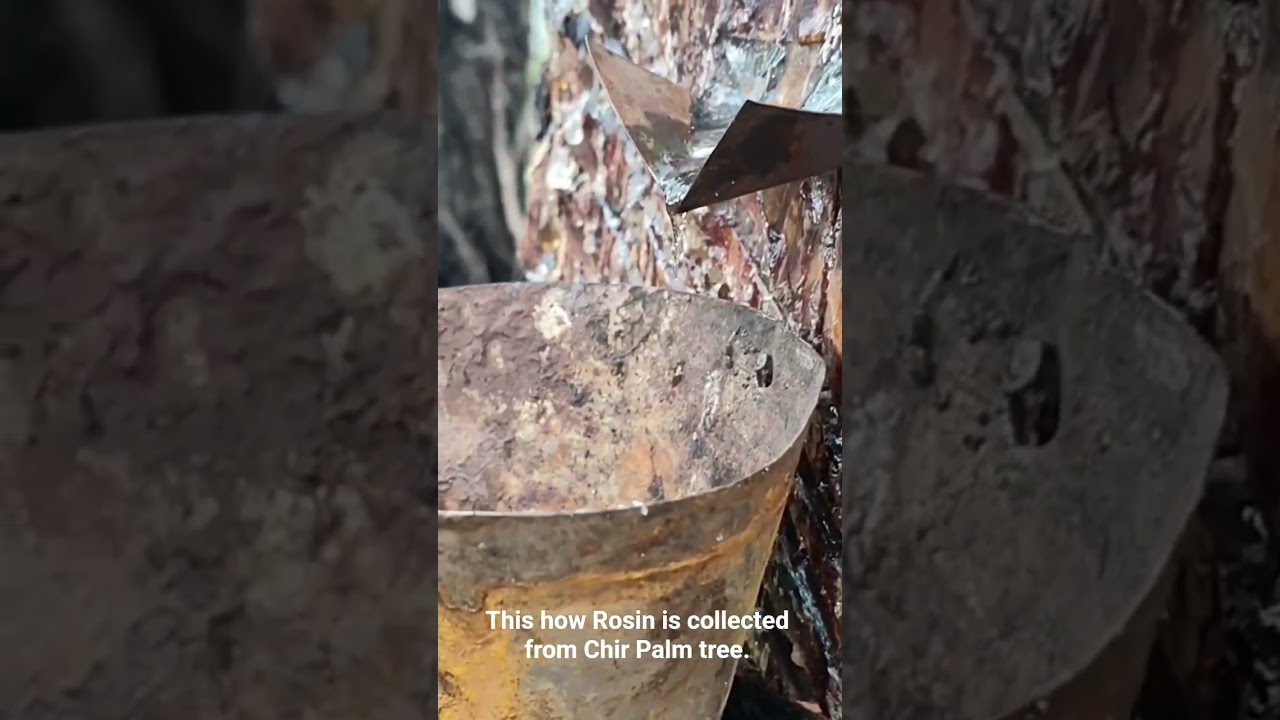 Rosin collection from chir palm