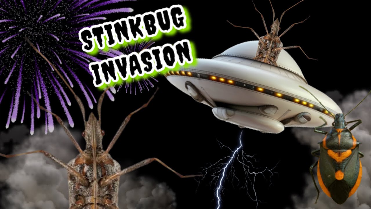 STINK BUG INVASION | catching + coolest species list - YouTube