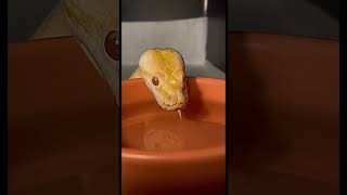 Burmese Python Drinking! #cute #snake #cutesnake #feedshorts #subscribe #pets #burmesepython #love