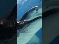 Scientists Solved This Shark Mystery After 100Years #prehistoricanimals #lostworldcreatures#dinosaur