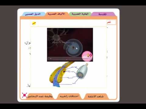 الالياف العصبية