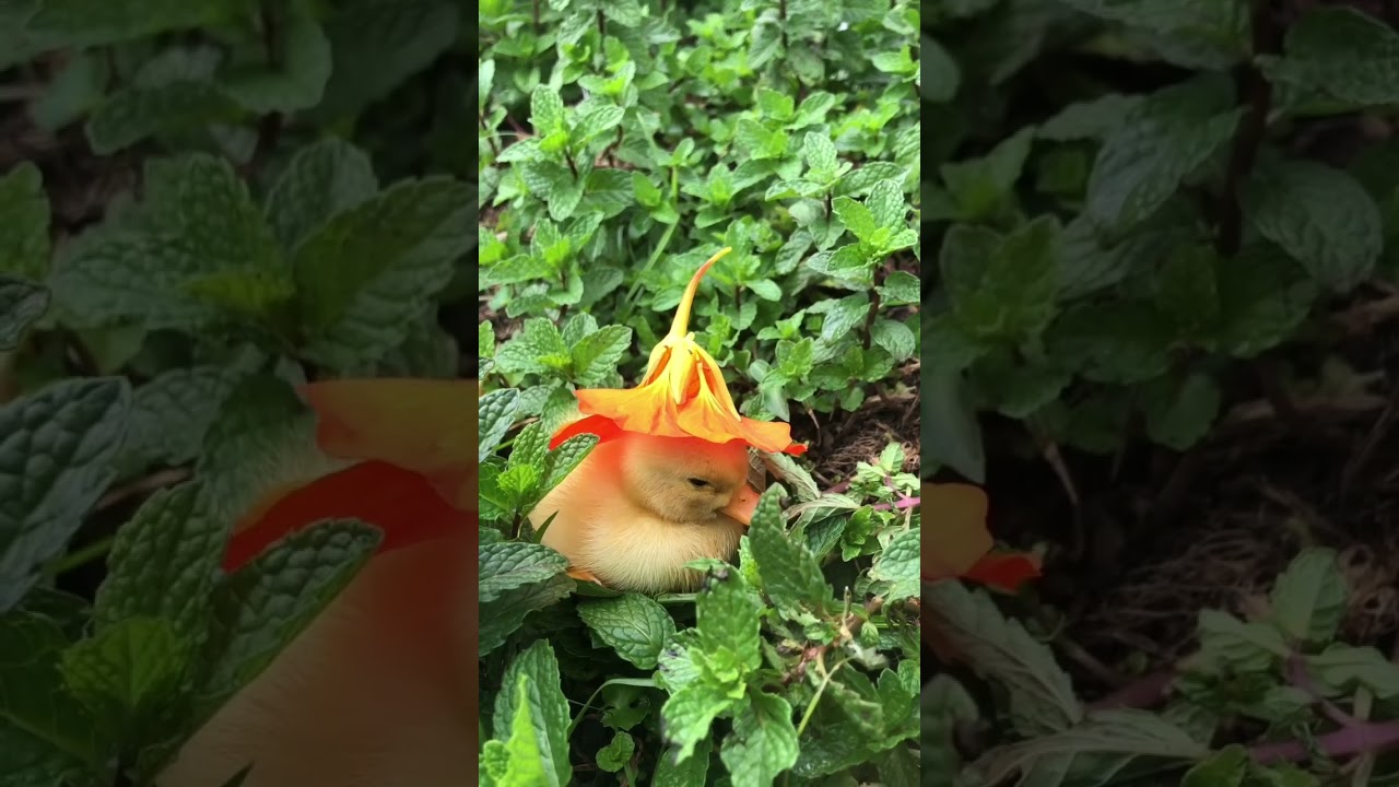 A tiny duckling falling asleep with her flower hat 🐥 #animals #animallover #duck