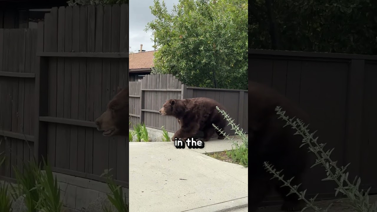 Why Running From a Bear Fails