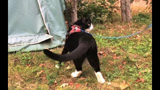 Tuxedo cat Rascal smells (and tastes) Fall 🍂 by ThatRascal 1,038 views 2 years ago 2 minutes, 9 seconds