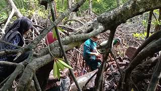 mencari Tembiluk atau Tembelo di Kalimantan Timur