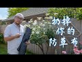 除花园杂草 三个理由让我扔掉花园里的防草布 不要防草布怎么防杂草 做了这些之后花园的植物会感谢你 除花园杂草 三个理由让我扔掉花园里的防草布 不要防草布怎么防杂草 做了这些之后花园的植物会感谢你