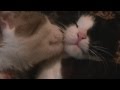 Кошачья любовь (Cat love)