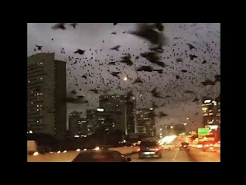 Milhares de aves negras são filmadas voando desnorteadas no Texas.