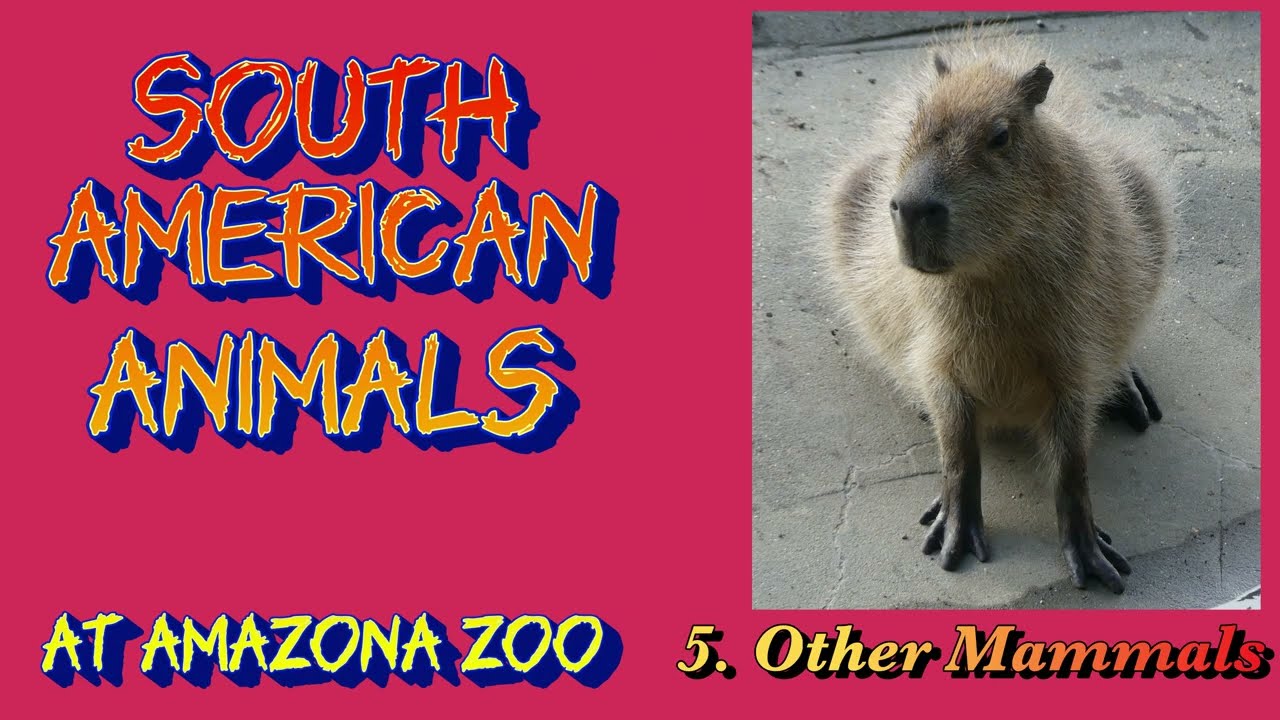 South American Animals at Amazona Zoo - 5. Other Mammals