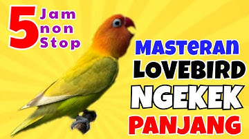 Masteran Lovebird Ngekek Panjang 5 Jam Tanpa Jeda