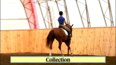Collection - 40 Fundamentals of English Riding