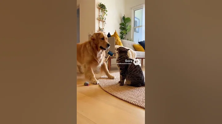 Video 11899831: mom cat, tiny kitten, kitten show