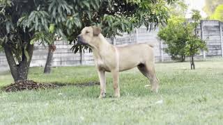 Real Boerboels - Adventurous Boerboel Puppies Encounter Garden Surprises: 8 Months Old