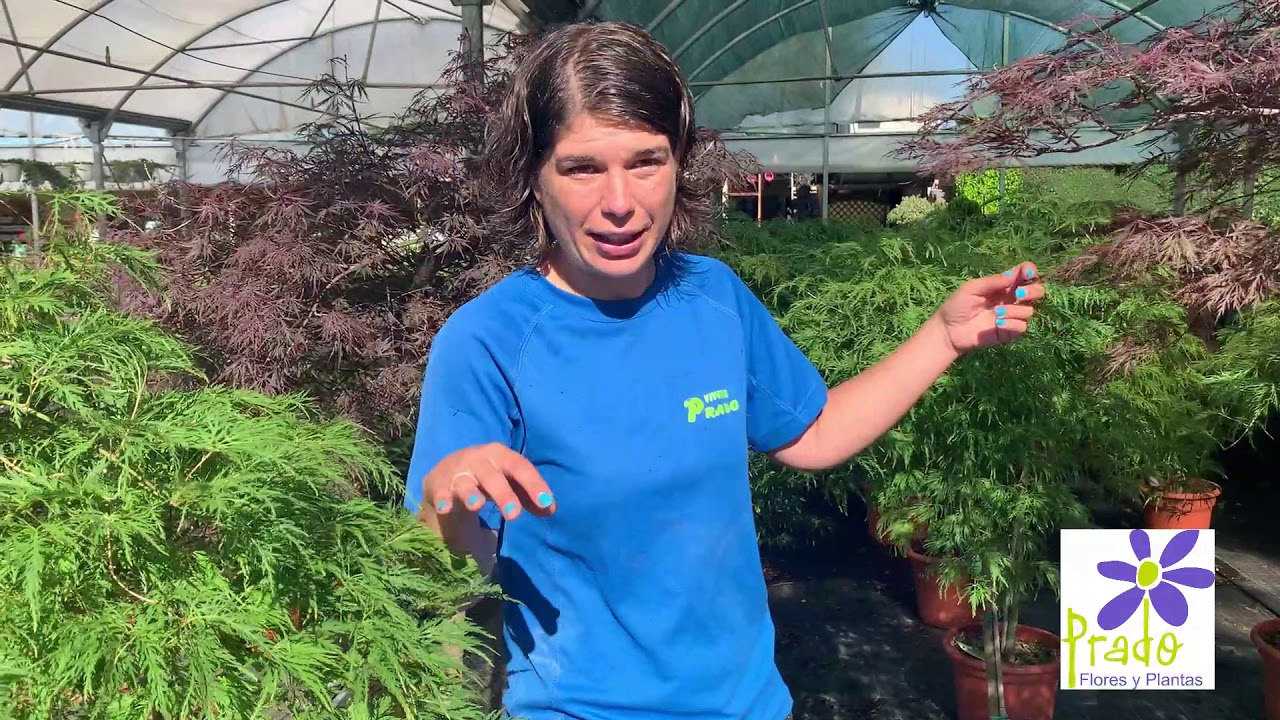 Viveros Prado - Todo sobre los Arces Japoneses (Acer)