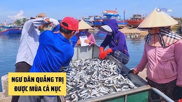 NGƯ DÂN QUẢNG TRỊ PHẤN KHỞI ĐƯỢC MÙA CÁ NỤC VỤ NAM | Truyền Hình Quảng Trị