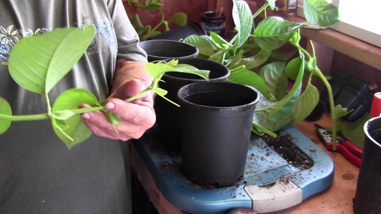 Propagation Giant Passion Fruit