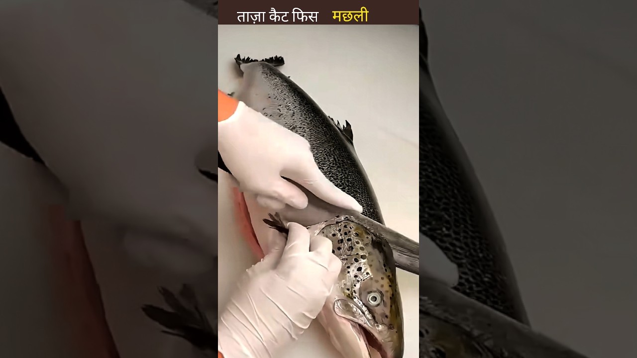 ताज़ा कैट फिस मछली मारी गई 😱 #aivideo #facts #shortvideo #fish #shortsfeed #youtubeshorts #fishing