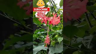 ঝুমকা জবা ফুল।Tree lover BD #shorts.