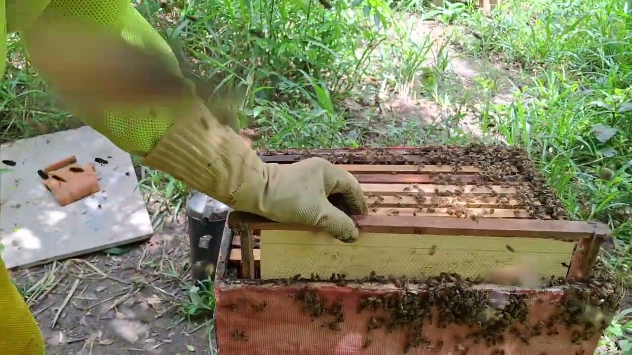 Hoje 14 de fevereiro,  fui verificar os enxames ,ver se a rainha estava fazendo postura 